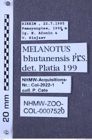 Etiketten zu Melanotus bhutanensis (NHMW-ZOO-COL-0007520)